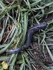 Ambystoma