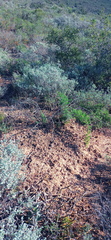 Asparagus