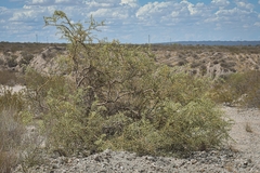 Hualania colletioides