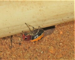 Camaricus nigrotesselatus