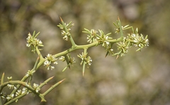 Hualania colletioides