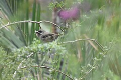 Sericornis maculatus