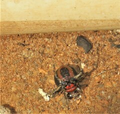 Camaricus nigrotesselatus