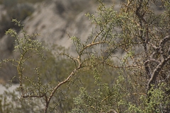 Hualania colletioides