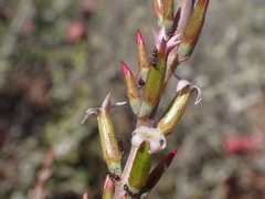 Adromischus sphenophyllus