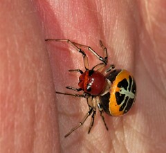 Camaricus nigrotesselatus