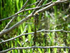 Rhionaeschna diffinis