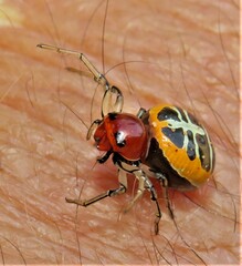 Camaricus nigrotesselatus