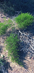 Asparagus aethiopicus