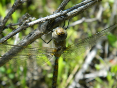 Rhionaeschna diffinis