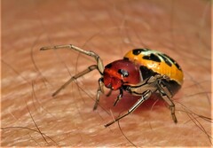 Camaricus nigrotesselatus