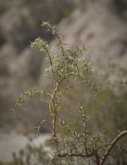 Hualania colletioides