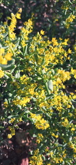 Tetragonia