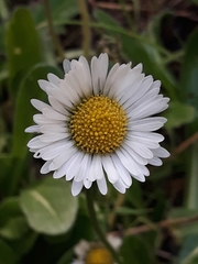 Bellis sylvestris image