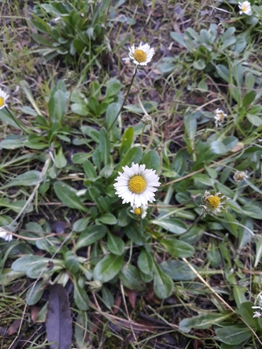 Bellis sylvestris image