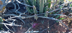 Stapelia hirsuta