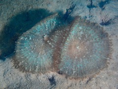 Rhodactis bryoides