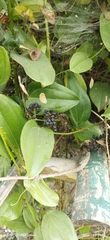 Smilax zeylanica
