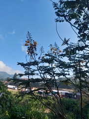 Senna surattensis