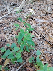 Bidens alba