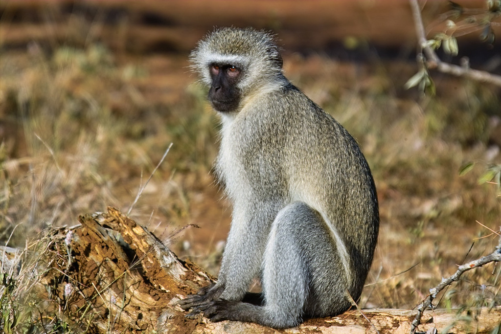 The Vervet Monkey