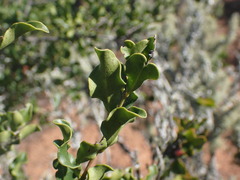 Euclea undulata