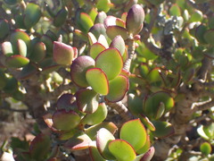 Crassula ovata