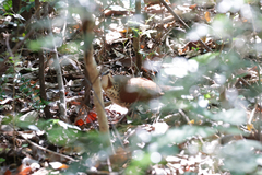 Mesitornis variegatus