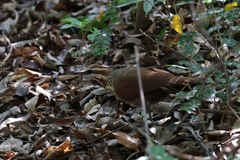 Mesitornis variegatus