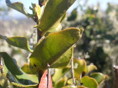 Diospyros scabrida