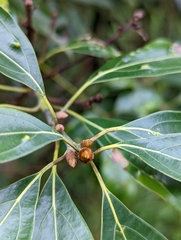 Cinnamomum