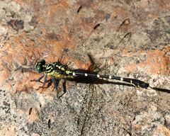 Hemigomphus heteroclytus
