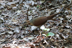 Mesitornis variegatus