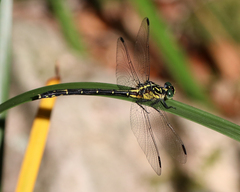 Austrogomphus ochraceus