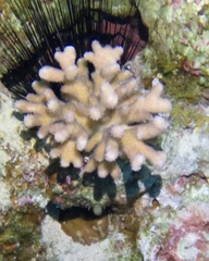 Stylophora
