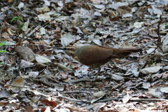 Mesitornis variegatus