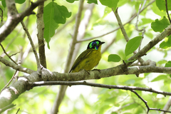 Philepitta schlegeli