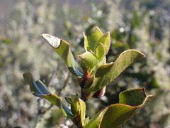 Diospyros scabrida