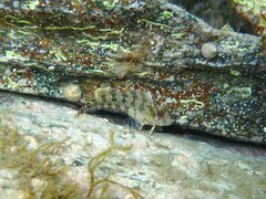 Parablennius gattorugine