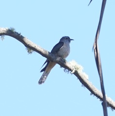 Cacomantis variolosus