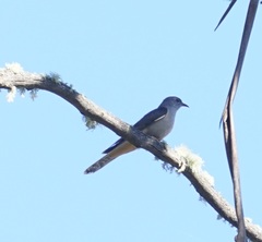 Cacomantis variolosus