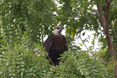 Haliaeetus vociferoides