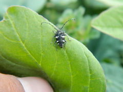 Brachychilus scutellaris