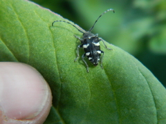 Brachychilus scutellaris