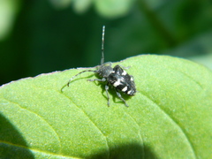 Brachychilus scutellaris