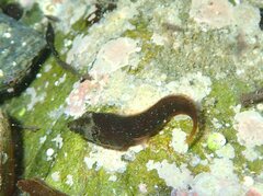 Lepadogaster candolii