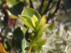 Diospyros scabrida