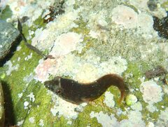 Lepadogaster candolii