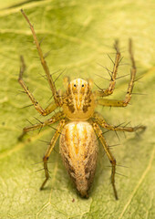 Oxyopes