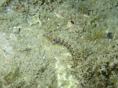 Clinitrachus argentatus